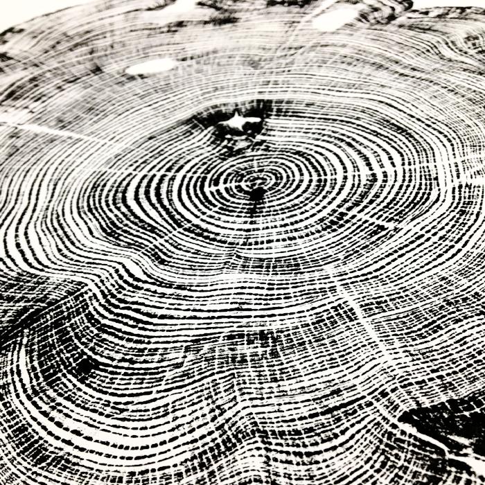 Eastern Red Cedar, 18 eastern-red-cedar-18-x24-unframed-timber-wood-prints