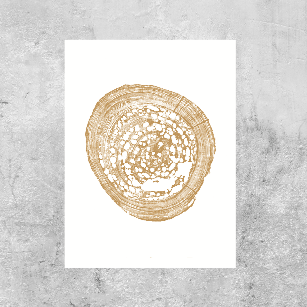 Pecky sinker cypress tree ring print